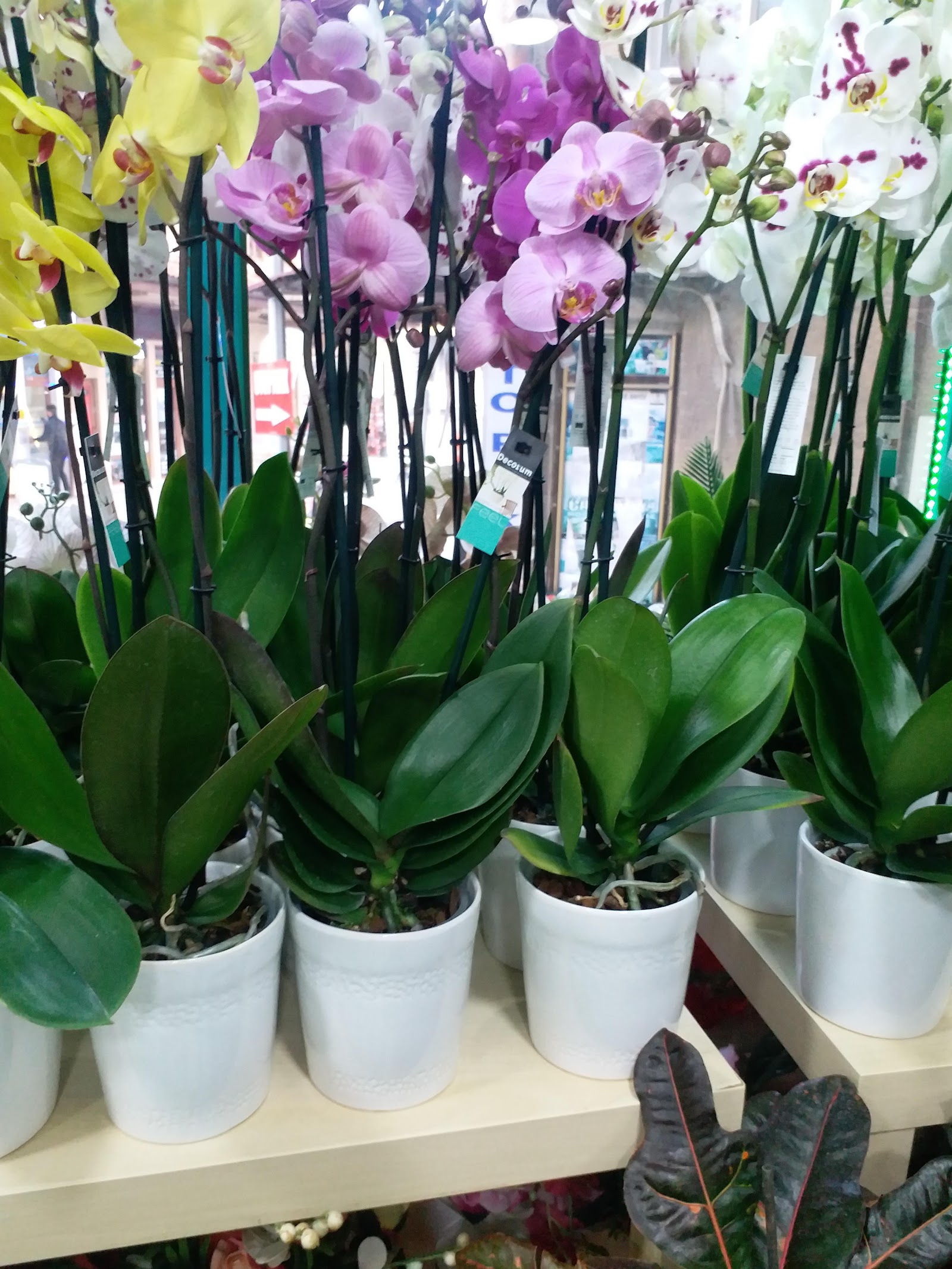 Mimosa Floriculture