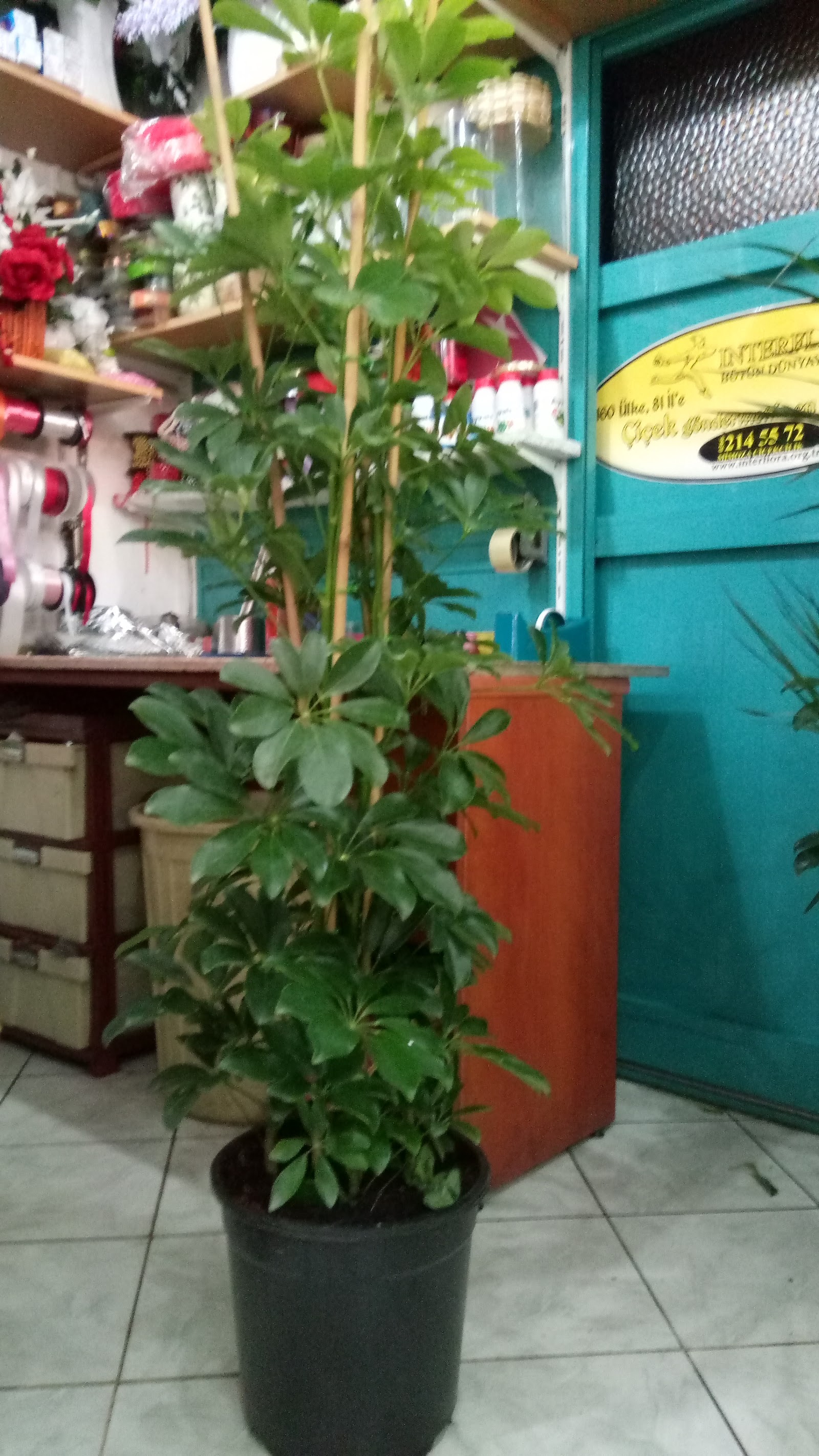 Mimosa Floriculture